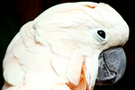 cockatoo