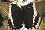 Sepia Butterfly