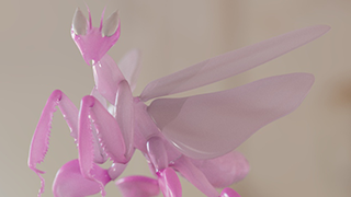 Orchid Mantis Model